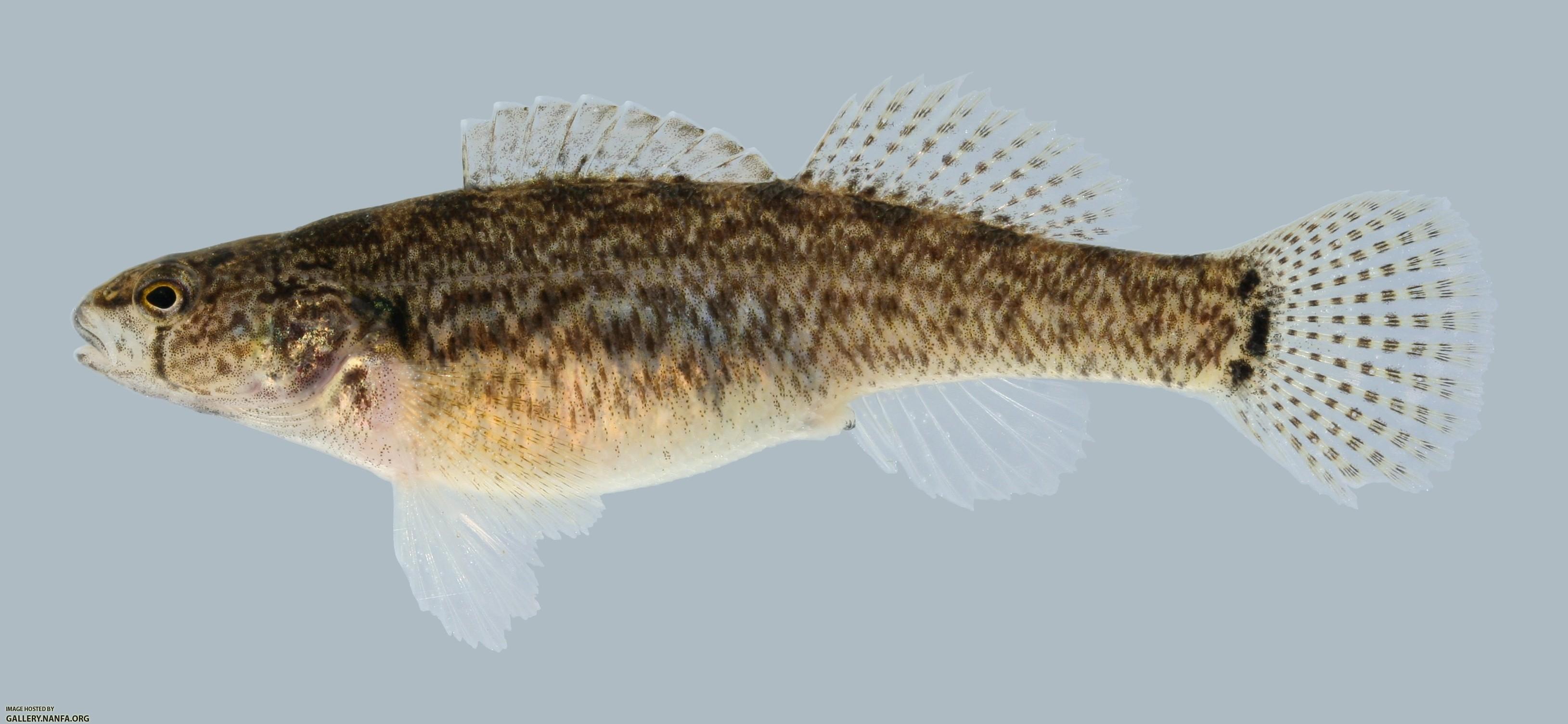 Etheostoma crossopterum  Fringed Darter Female