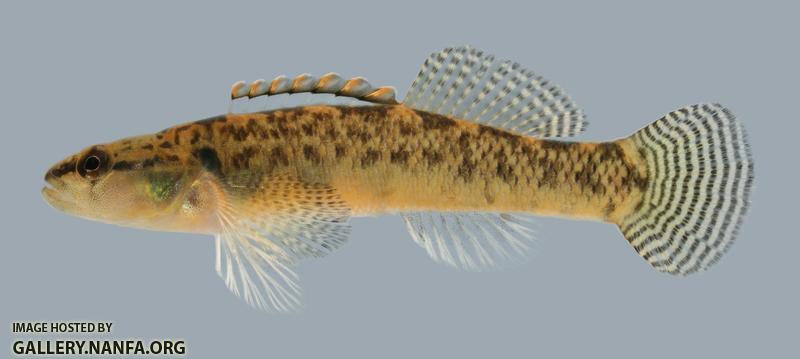 Etheostoma kennicotti Stripetail Darter male 
