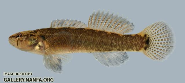 Etheostoma squamiceps  Spottail Darter.male 2000