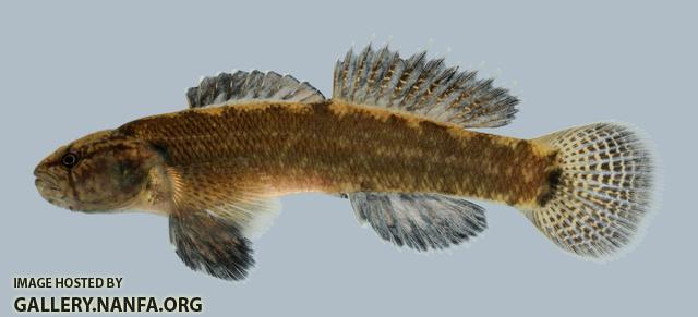 Etheostoma squamiceps  Spottail Darter male 2000 