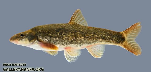 Rhinichthys cataractae Longnose Dace