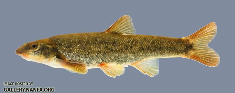 Rhinichthys cataractae Longnose Dace .