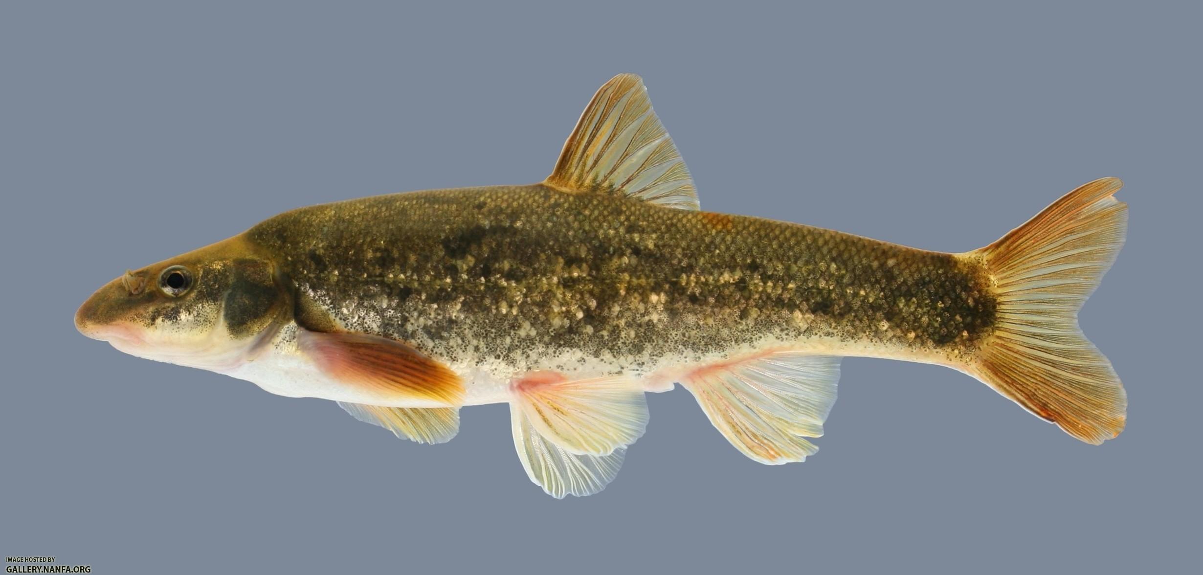 Rhinichthys cataractae Longnose Dace