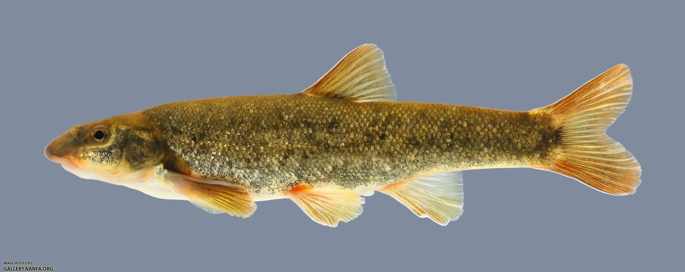 Rhinichthys cataractae Longnose Dace .