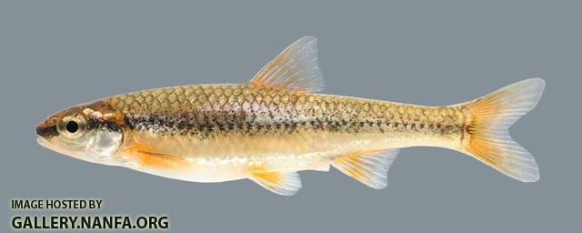 Notropis nubilus  Ozark Minnow 