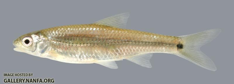 Notropis hudsonius  Spottail Shiner 