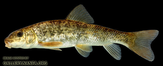 Catostomus commersonii