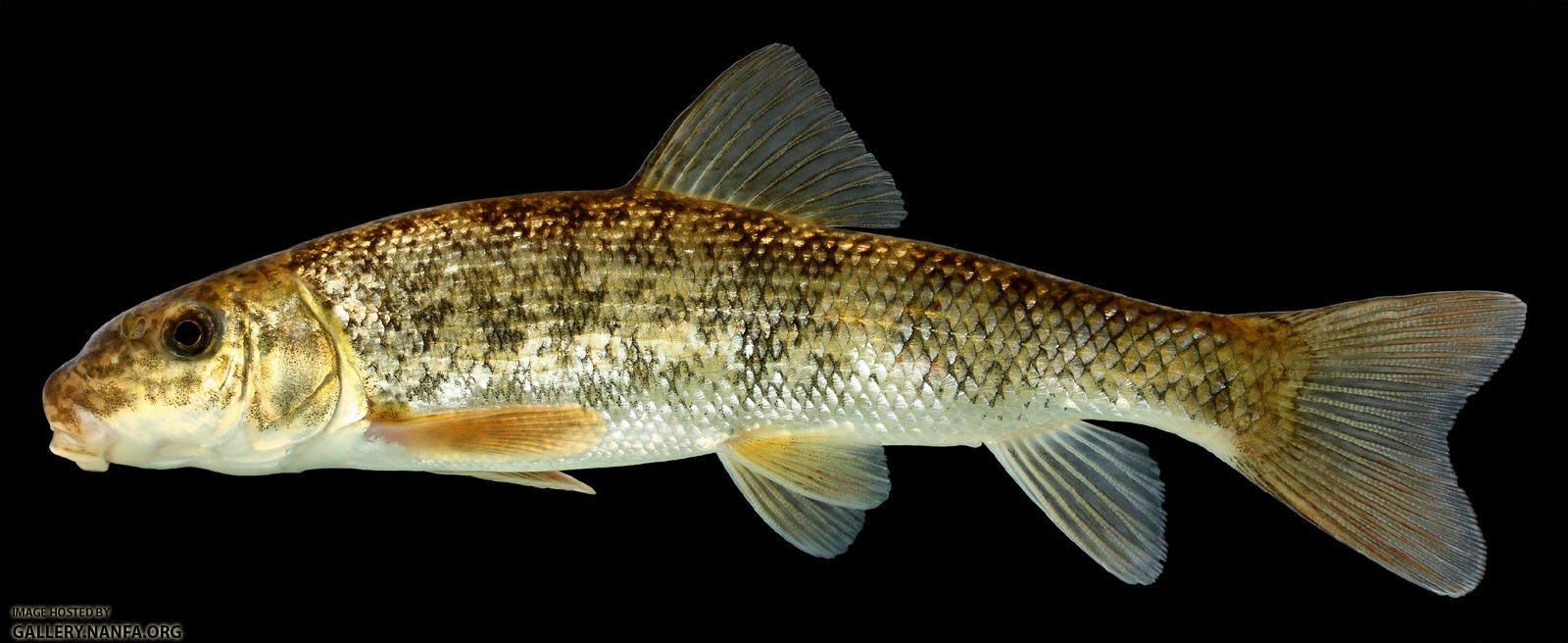 Catostomus commersonii