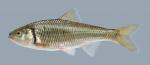 Luxilus chrysocephalus  Striped Shiner 