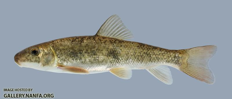 Catostomus commersoni  White Sucker 