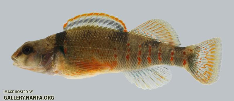 Etheostoma variatum  Variegate Darter 