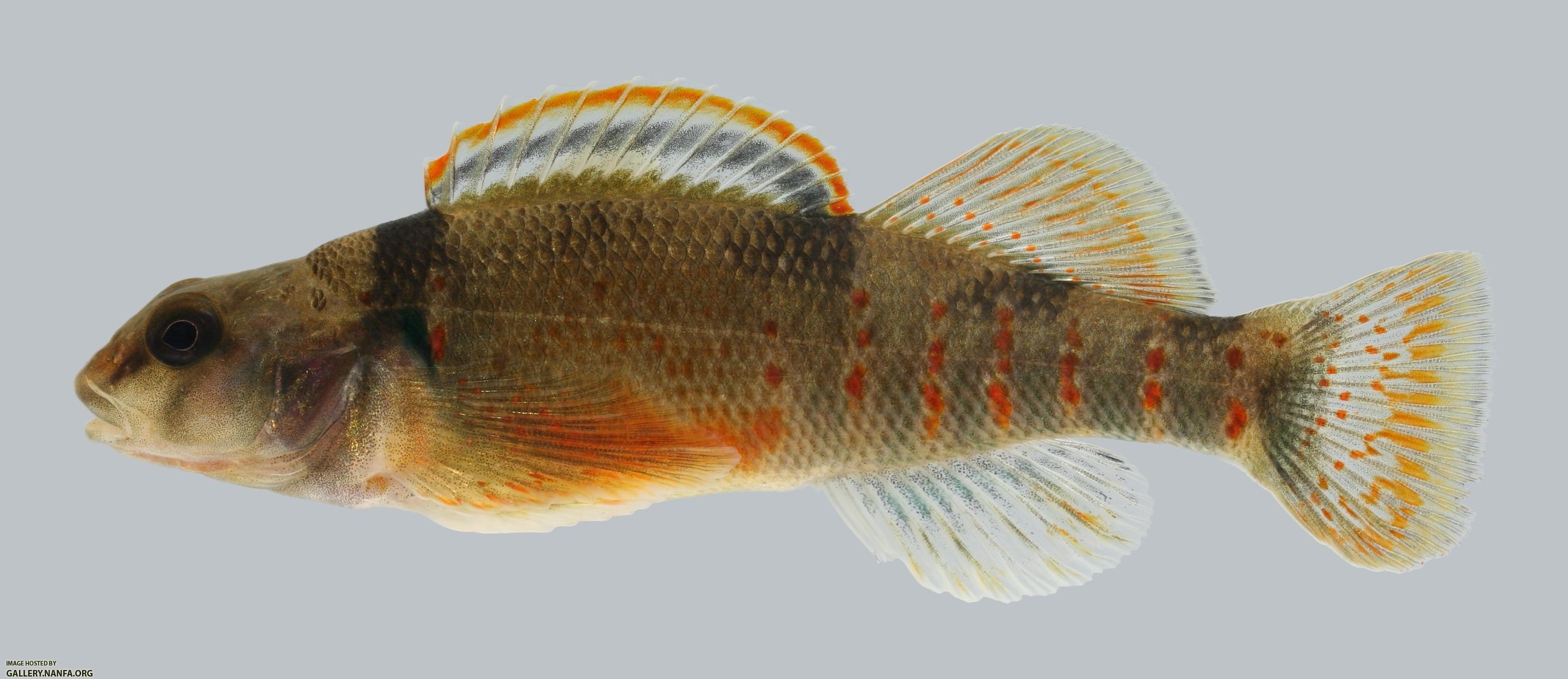 Etheostoma variatum  Variegate Darter 
