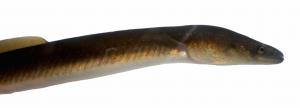 American Eel
