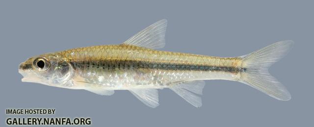 Hybopsis amnis  Pallid Shiner 1 