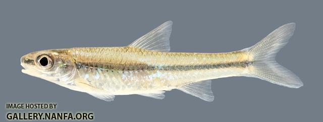 Hybopsis amnis  Pallid Shiner 3 