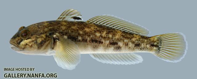 Neogobius melanostomus  Round Goby