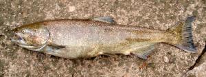 Chinook Salmon