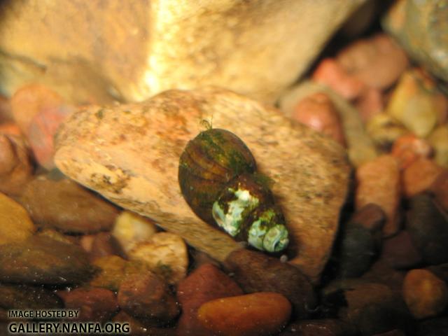 Snail 02.JPG