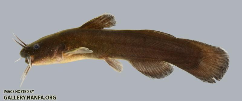 Noturus nocturnus Freckled Madtom 