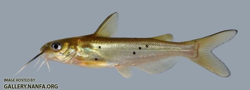 Ictalurus punctatus Channel Catfish 