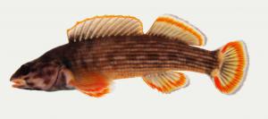 Redline Darter