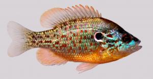 Orangespotted Sunfish