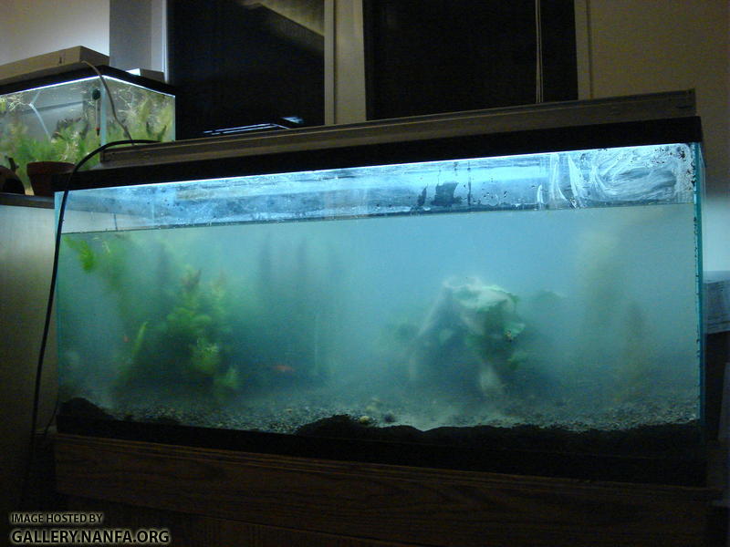 8 plants and statues put back in tank