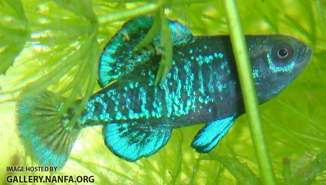 Elassoma gilberti male