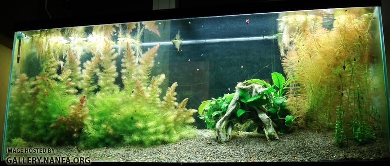 Tank before cabomba full size