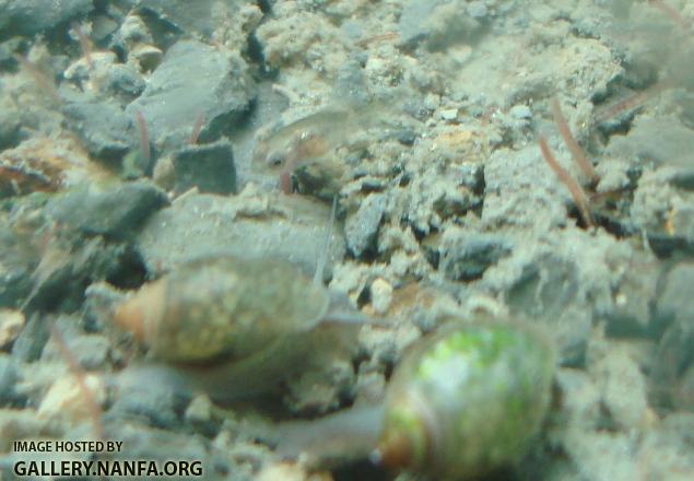baby Elassoma gilberti size reference versus Physa snail