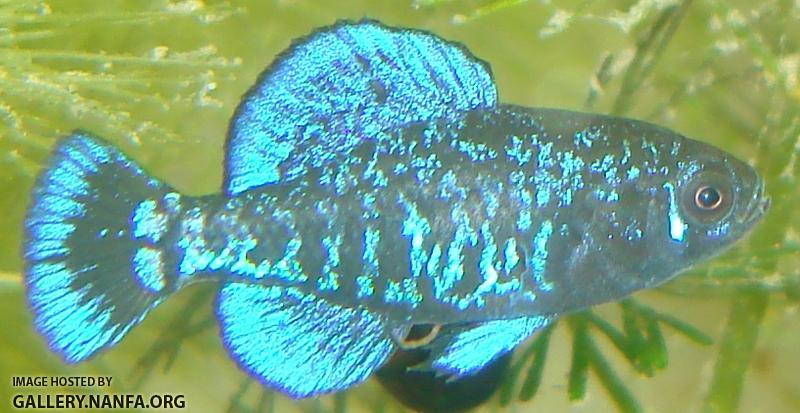 Elassoma gilberti male profile
