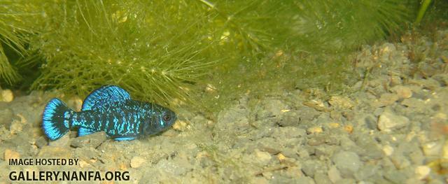 Male Elassoma gilberti hunts blackworms full sized crop