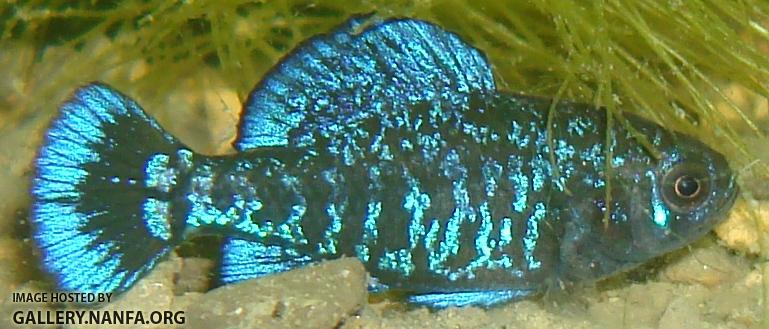 Male Elassoma gilberti hunts blackworms full crop