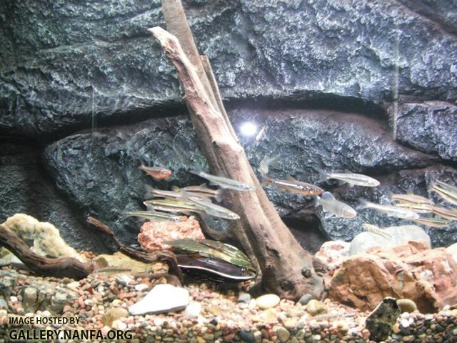 Completed Aquarium 08.jpg