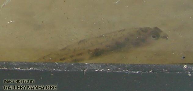 probably a darter, but maybe a goby.
