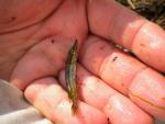 c river esox 1