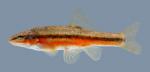 Rhinichthys atratulus Eastern Blacknose Dace 