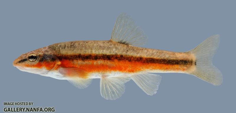 Rhinichthys atratulus Eastern Blacknose Dace 