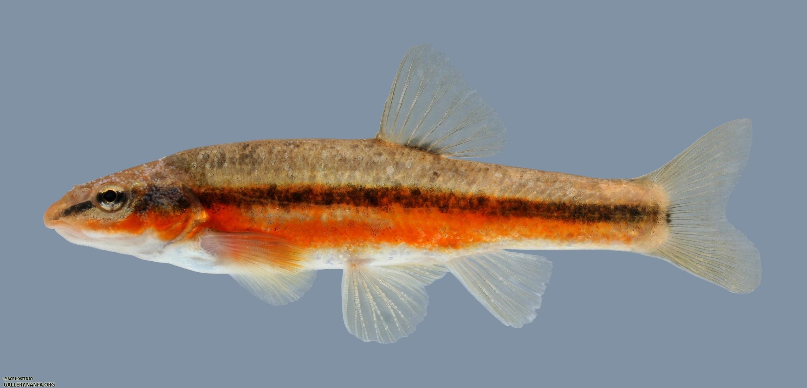 Rhinichthys atratulus Eastern Blacknose Dace 