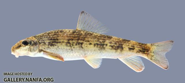 Moxostoma cervinum  Blacktip Jumprock 1.2