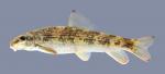 Moxostoma cervinum  Blacktip Jumprock 1.2