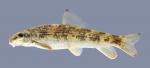 Moxostoma cervinum  Blacktip Jumprock 1.2