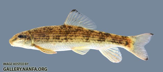 Moxostoma cervinum Blacktip Jumprock 2.2 