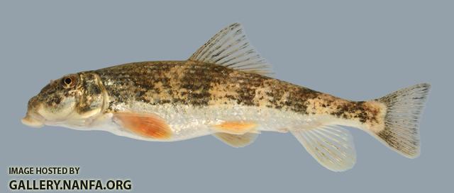 Hypentelium roanokense  Roanoke Hog Sucker 