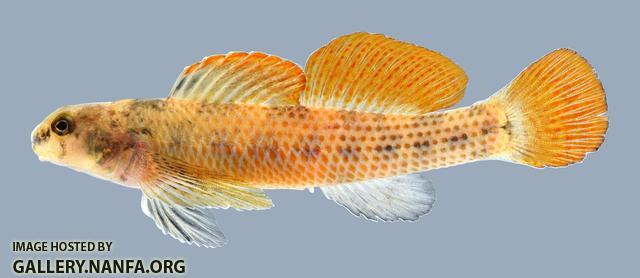 Etheostoma podostemone Riverweed Darter  1.3
