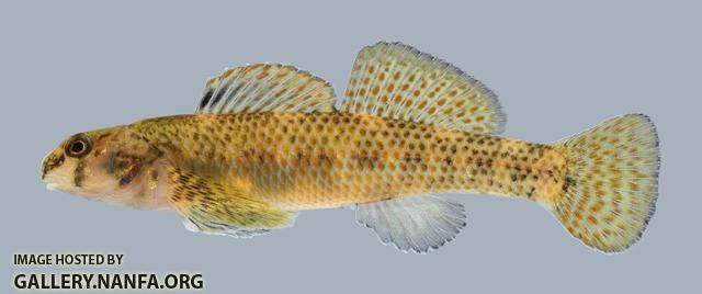Etheostoma podostemone Riverweed Darter 2.2 