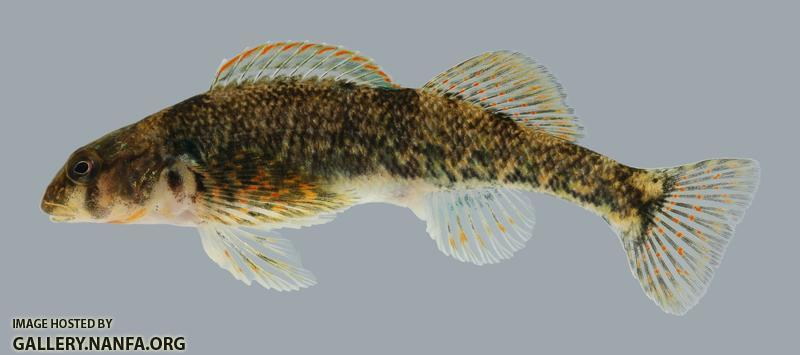 Etheostoma kanawhae  Kanawha Darter