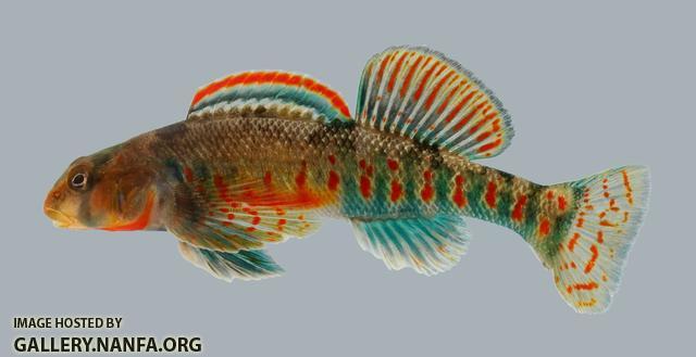 Etheostoma kanawhae  Kanawha Darter  male 