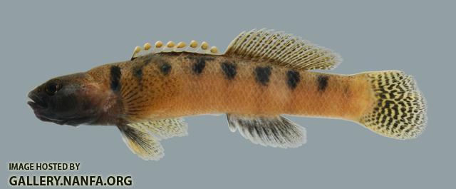 Etheostoma flabellare flabellare Barred Fantail Darter 