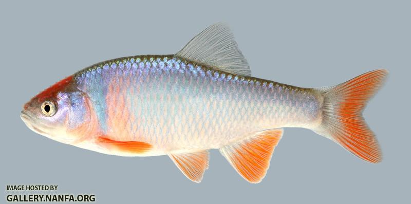 Cyprinella Lutrensis Red Shiner 751